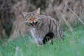 Wild cat (Felis silsvestris) spitting in the grass, Ardennes