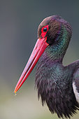 Portrait of Black stork (Ciconia nigra) adult, Ardennes