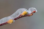 Sycamore maple (Acer pseudoplatanus) buds caught in a gangue of ice at the end of winter, Ardennes
