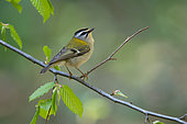 Firecrest (Regulus ignicapilla) singing in a spring beech, Ardennes
