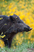 Portrait of Wild boar (Sus scrofa), Ardennes
