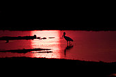 African Spoonbills (Platalea alba) in water at dusk, Botswana