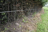 Illegal chemical treatment of a hedge, Charmois, Franche-Comté, France