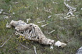 Dead sheep carcass eaten by vultures, Cevennes, France