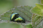 Leaf beetles mating on a leaf, Franche-Comté, France