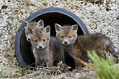 Red fox (Vulpes vulpes) youngs in a rainwater pipe collector, Doubs, Franche-Comté, France