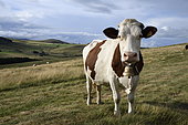 Montbéliard cow grazing, Cantal, Massif Central, France