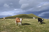 Montbéliard cows grazing, Cantal, Massif Central, France