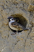Eursian Tree Sparrow (Passer montanus), nesting in a riverbank of Doubs, Franche-Comté, France