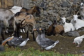 Goats, geese, chickens, in a farmyard, Cantal, Auvergne, France