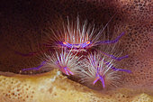 Hairy Squat Lobster, Lauriea siagiani, Komodo National Park, Indonesia