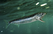 European anchovy, Engraulis encrasicholus. Lateral view, feeding on plankton. Composite image. Portugal.. Composite image
