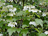 Cranberrybush 'Compactum', Viburnum opulus 'Compactum', flowers