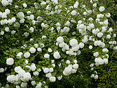 Snowball Bush 'Roseum', Viburnum opulus roseum, flowers