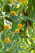Orange Ball Tree, Buddleja globosa, flowers