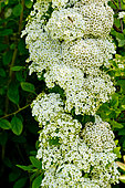 Japanese spirea 'Rotundofolia', Spiraea nipponica 'Rotundofolia', flowers