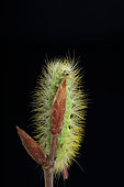 Pale Tussock (Calliteara pudibunda) caterpillar on a bud on black background