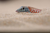 Peters' keeled cordylid (Tracheloptychus petersi) buried in sand, visible head, in terrarium