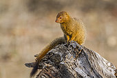 Slender mongoose (Galerella sanguinea) in Kruger National park, South Africa