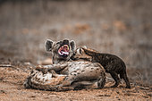 Spotted hyaena (Crocuta crocuta) and young in Kruger National park, South Africa