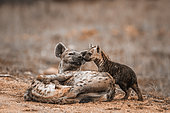 Spotted hyaena (Crocuta crocuta) and young in Kruger National park, South Africa