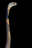 Portrait of Forest cobra (Naja melanoleuca) on black background, Africa