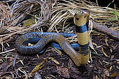 Forest cobra (Naja melanoleuca) on alert, Africa