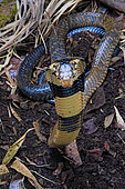 Forest cobra (Naja melanoleuca) on alert, Africa