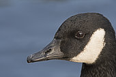 Canada Goose (Branta canadensis), Bushy Park, London, England