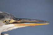 Portrait of Grey Heron (Ardea cinerea), Bushy Park, London, England