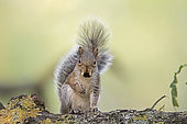 Grey -Eastern Gray Squirrel- Squirrel (Sciurus carolinensis) eating sweet chestnut, Bushy Park, London, England