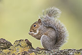 Grey -Eastern Gray Squirrel- Squirrel (Sciurus carolinensis) eating sweet chestnut, Bushy Park, London, England