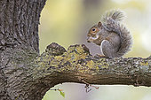 Grey -Eastern Gray Squirrel- Squirrel (Sciurus carolinensis) eating sweet chestnut, Bushy Park, London, England