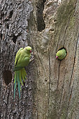 Rose-ringed Parakeet (Psittacula krameri), Bushy Park, Greater London, England
