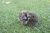 Young European Hedgehog (Erinaceus europaeus) curled up in protective ball in garden, Norfolk, England