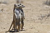 Standing meerkats (Suricatta suricata), on guard, Kgalagadi Transfrontier Park, Northern Cape, South Africa, Africa