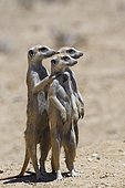 Standing meerkats (Suricatta suricata), on guard, Kgalagadi Transfrontier Park, Northern Cape, South Africa, Africa