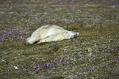 Polar bear (Ursus maritimus) lying on the tundra, Quebec-Labrador Peninsula, Canada