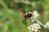 Pellucid Hoverfly (Volucella pellucens) on flowers, France