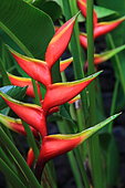 Lobsterclaw (Heliconia caribaea) inflorescence