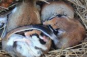 Garden dormice (Eliomys quercinus) asleep in their dry grass nest, France