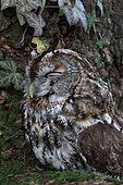 Tawny Owl (Strix aluco) asleep, France