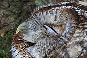 Portrait of Tawny Owl (Strix aluco) asleep, France