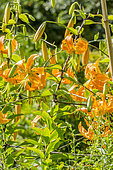 Henry's lily in bloom in a garden