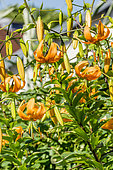 Henry's lily in bloom in a garden