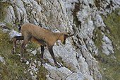 Abruzzo chamois (Rupicapra pyrenaica ornata) on cliff, Abruzzo National Park, Italy