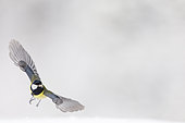 Great tit (Parus major ) flying in winter, Alsace, France