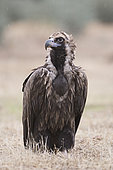 Eurasian Black Vulture (Aegypius monachus) on gournd, San Pedro Sierra, Extremadura, Spain