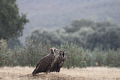 Eurasian Black Vultures (Aegypius monachus) on gournd in rain, San Pedro Sierra, Extremadura, Spain