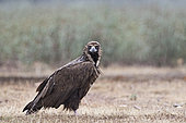Eurasian Black Vulture (Aegypius monachus) on gournd in rain, San Pedro Sierra, Extremadura, Spain